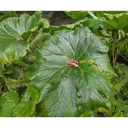 Gradierwerk Suelze 3* Bergen (Lower-Saxony)